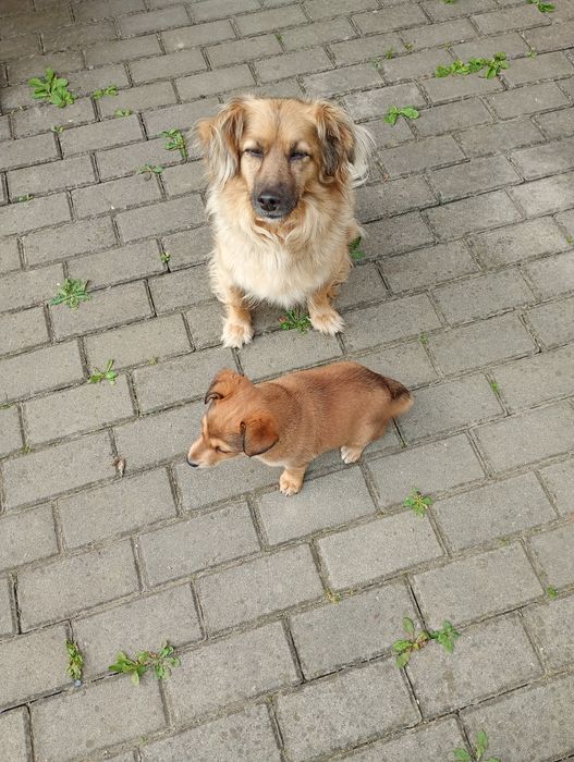 Oddam pieska w dobre ręce