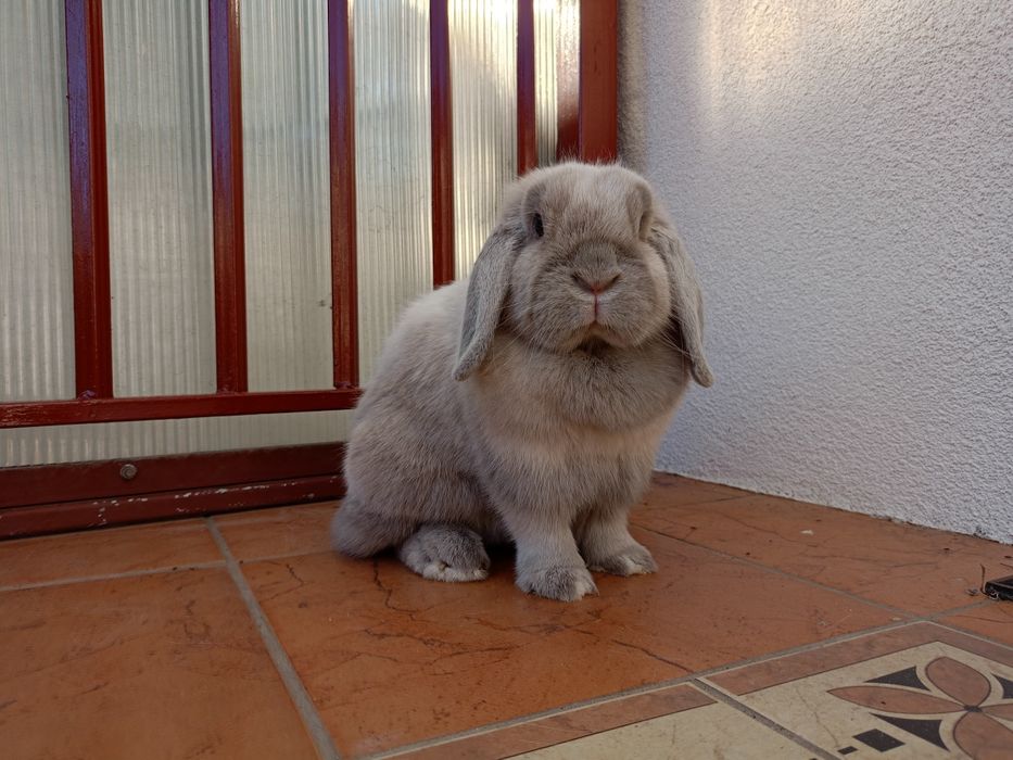 Królik mini lop minilop samica samiczka
