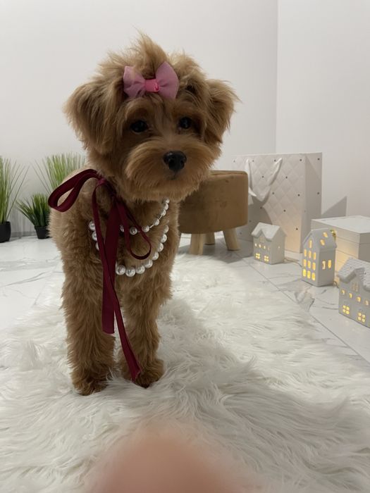 Помапу — Маленькі моделі для обіймів