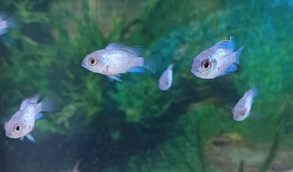 Andinocaras sp "Electric Blue" (6 cm)