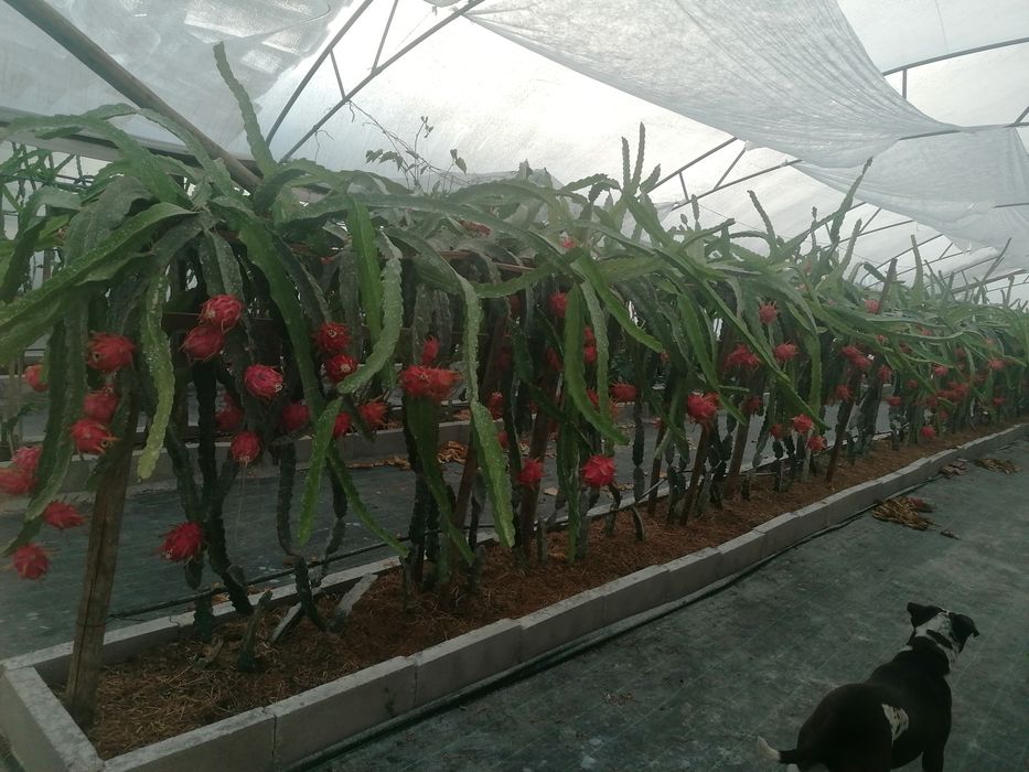 Pitayas / produção nacional / Biológica