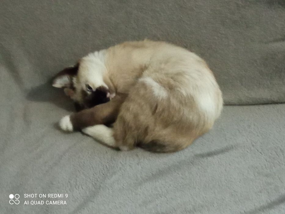 Кішка сіамська маленька вік 2 с половиною місяця чистокровна.