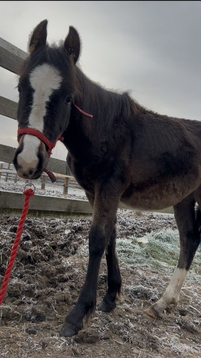 Sprzedam  ogierka lub zamiana