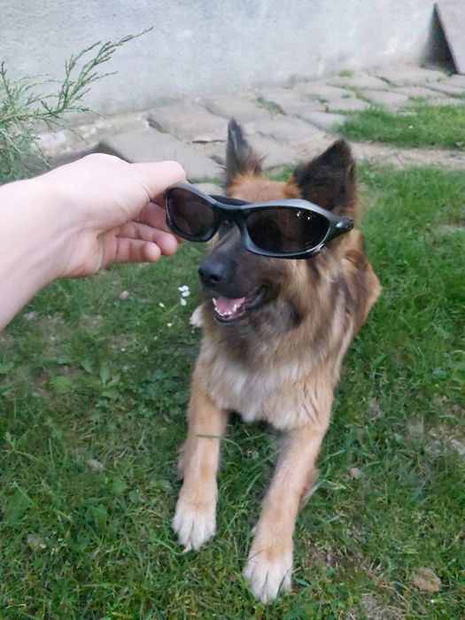 Очки Oakley splice prizm: 1 100 грн. - Солнцезащитные очки Тернополь на Olx