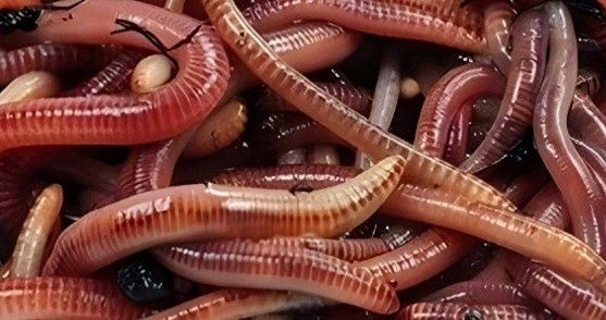 Dżdżownice do kompostu