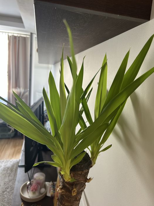 Kwiatek Yucca