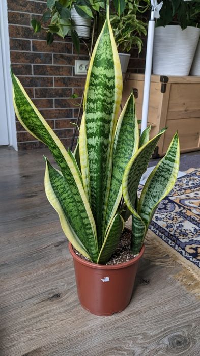 Сциндапсус епіпремнум  Марбл Квін  Глобал Грін Голден Марбл Квин Потос