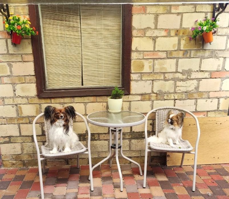 Папійон папільон цуценята.