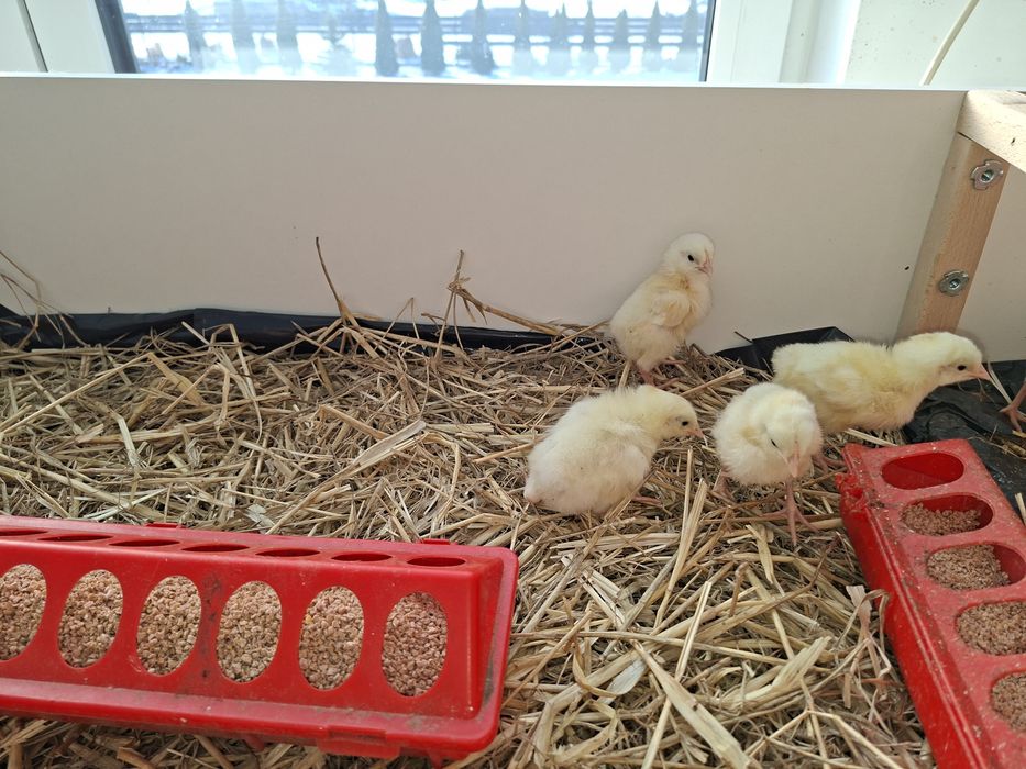 Sprzedam kurczęta Leghorn