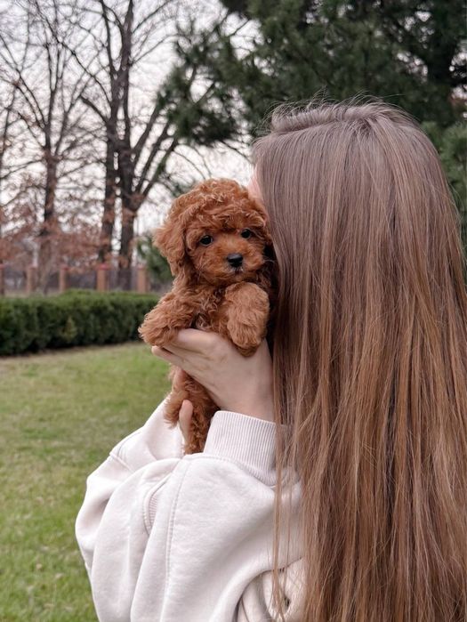 Неймовірний малюк Мальтипу F2 VIP