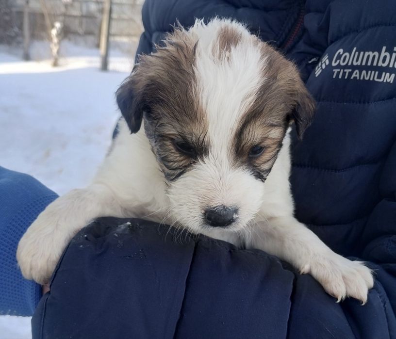 Шукає дім дівчинка-щеня