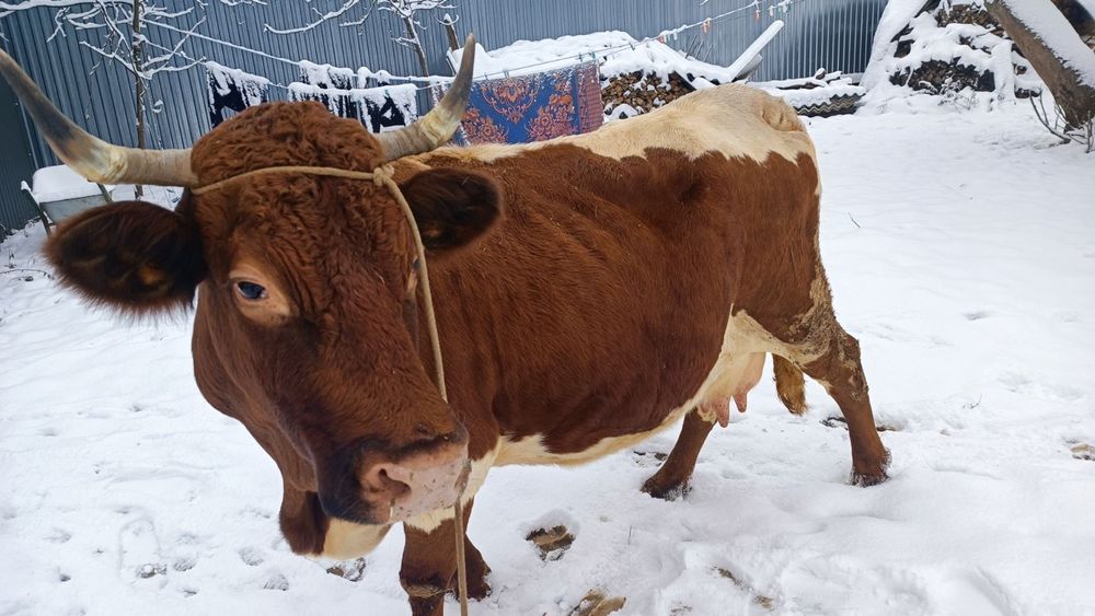 Продається корова після ростелу