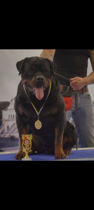 Открыт для вязок,ЧЕМПИОН УКРАИНЫ!