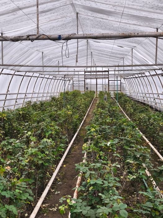 Sprzedam tunele foliowe