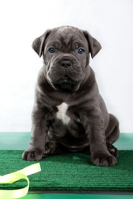 Кане Корсо в салатовому ошийнику