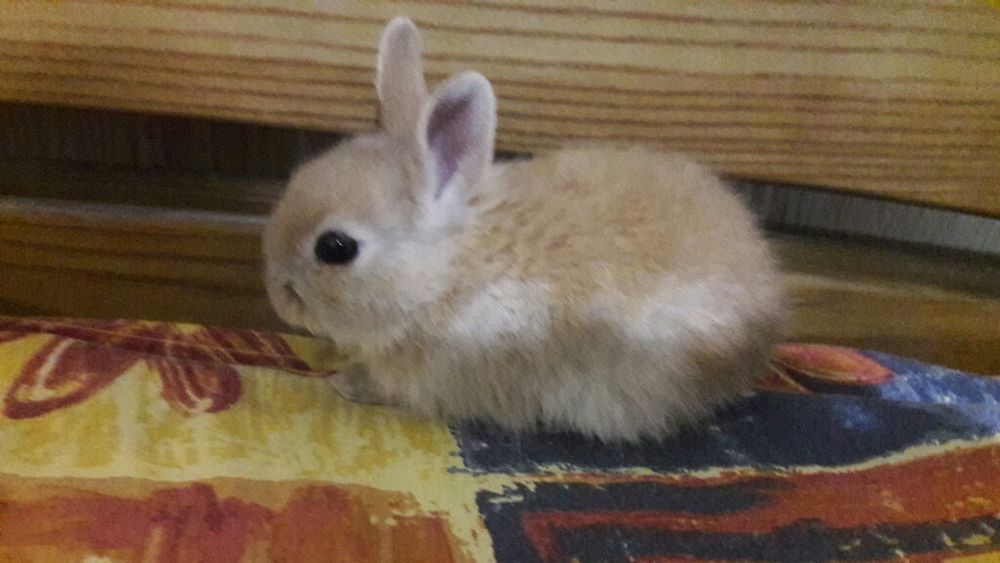 Мини карликовые кролики