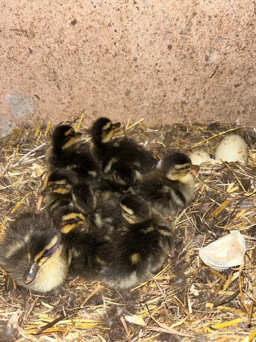 Patos real jovem