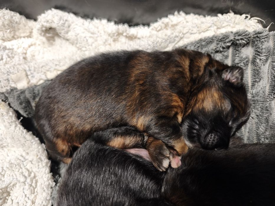 Owczarek Niemiecki Długowłosy FCI ZKwP wilczasta suka