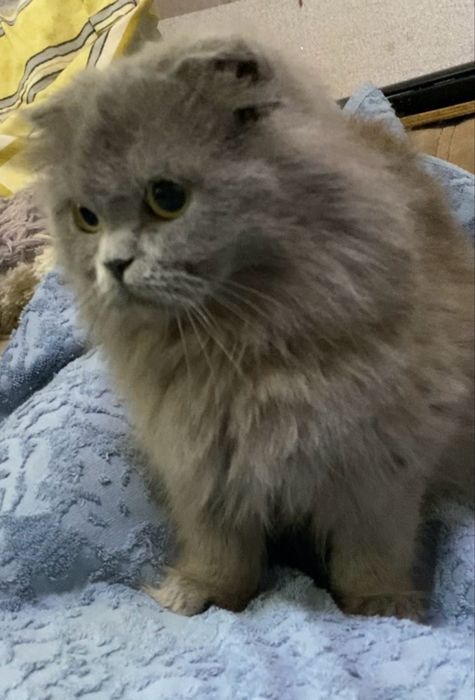 Шотландские вислоухие котята