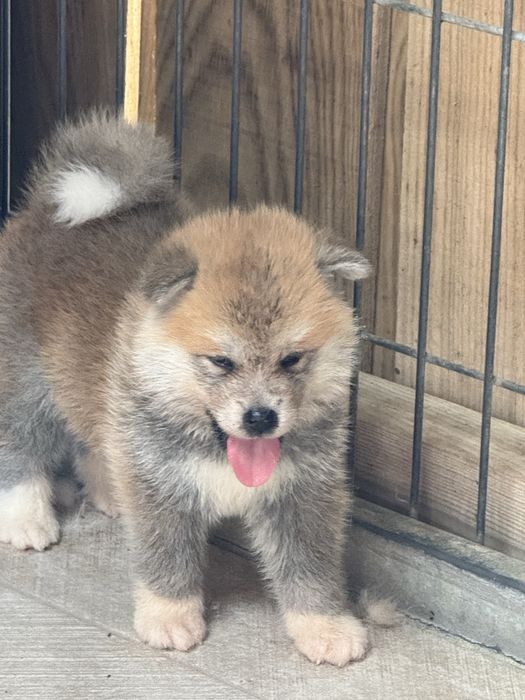 Akita Inu Japonês - Linha Argentina e Russa