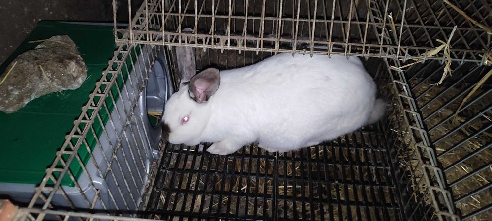 Coelhos para mudar de local