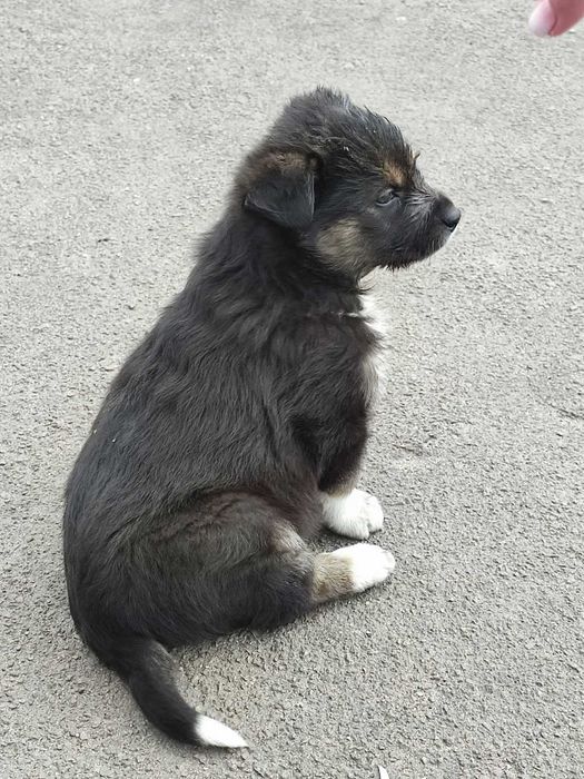 Цуценята в добрі руки