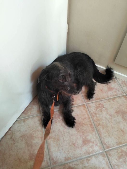 Piesek do Adopcji