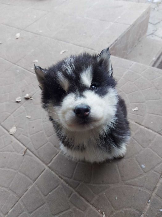 Siberian Husky Puppies
