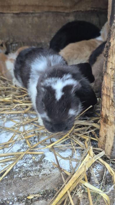 Продам кролів Французький баран