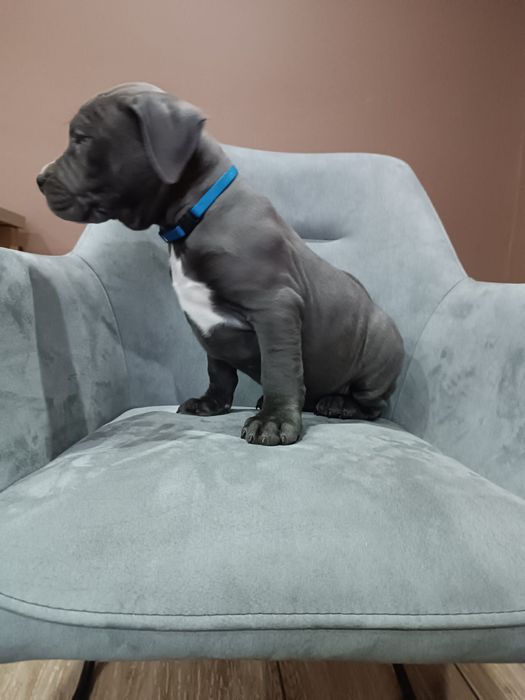 Piesek American Staffordshire Terrier