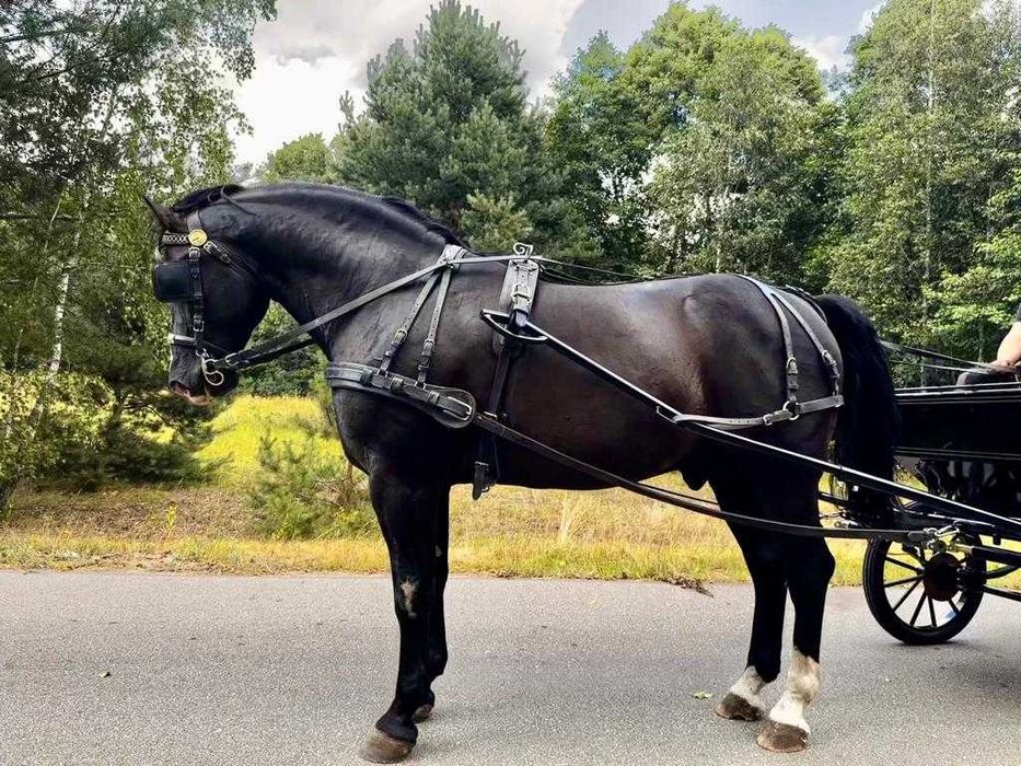 Ogier śląski Rik Stanówka