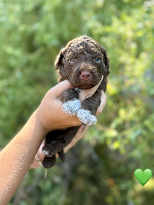 Lagotto romagnolo ZKwP