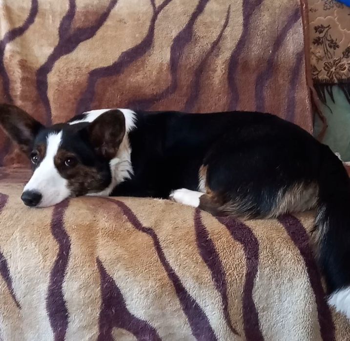 Девочка  корги кардиган  !