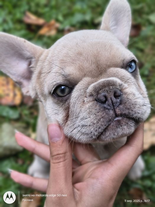 Дівчинка з ізютинкою француз