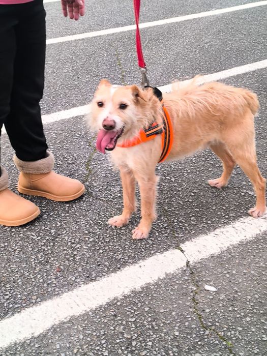 Repas - cao jovem medio-pequeno para adocao