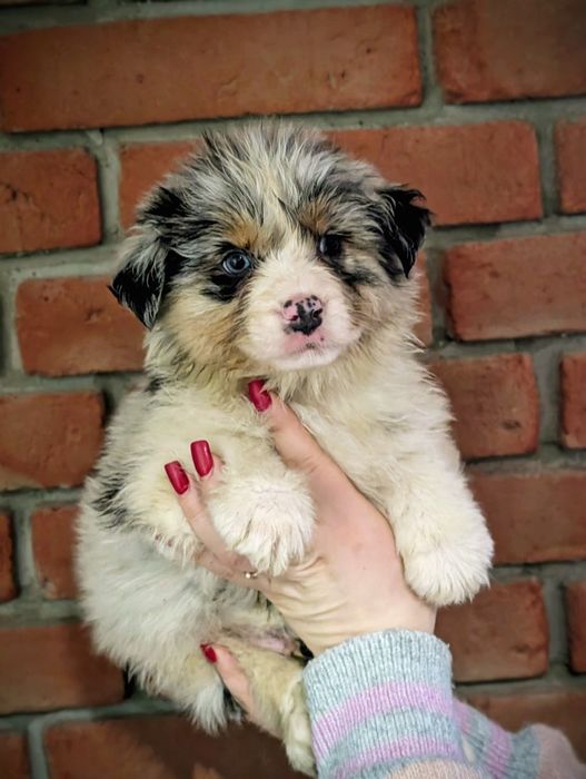 Piesek owczarek australijski blue merle