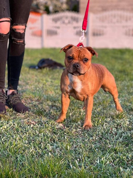 staffordshire-bull-terrier-dost-pny-piesek-staffik-cz-stochowa