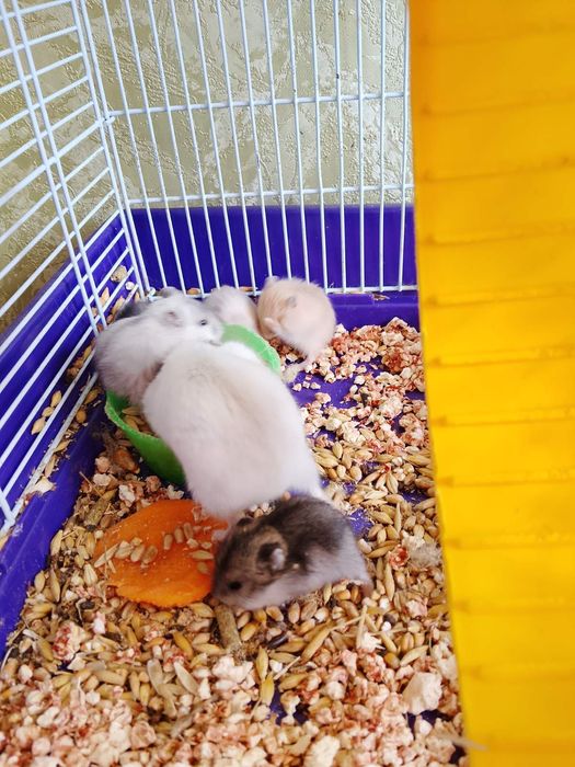 Джунгарские хомячки