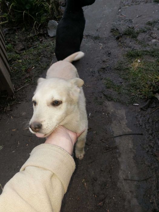 Крупні щенята в добрі руки