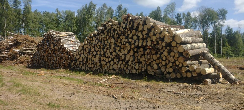 Wycinka  drzew Mulczowanie Czyszczenie działek