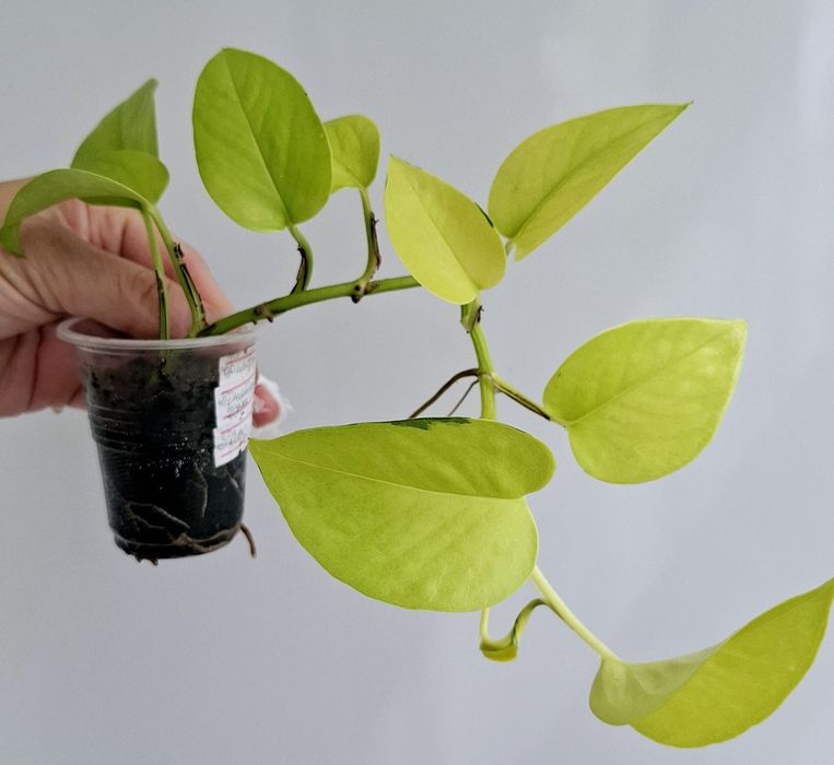 Епіпремнум Неон,Марбл Епл , Бразил.