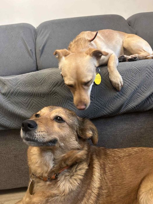 Daisy i Sofii szukaja domków