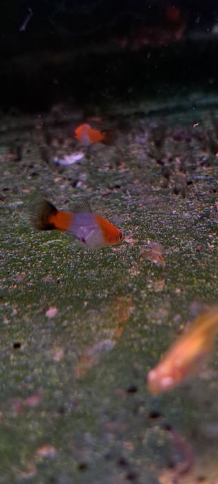 Mieczyki koi wagtail bardzo rzadkie