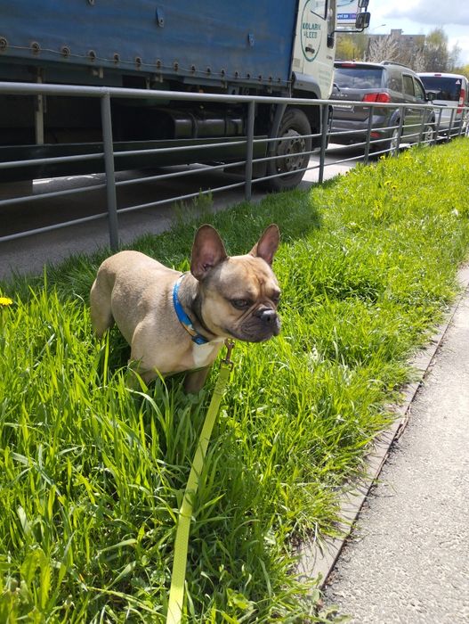 Французький бульдог