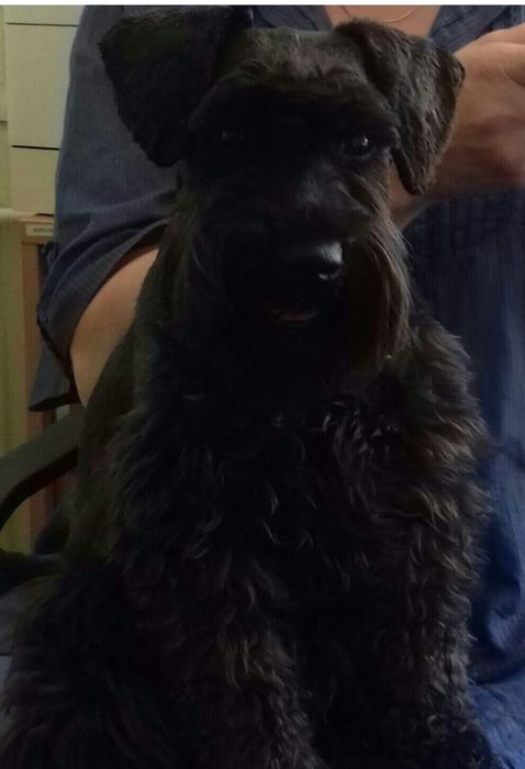 Piesek-czarny sznaucer miniaturowy