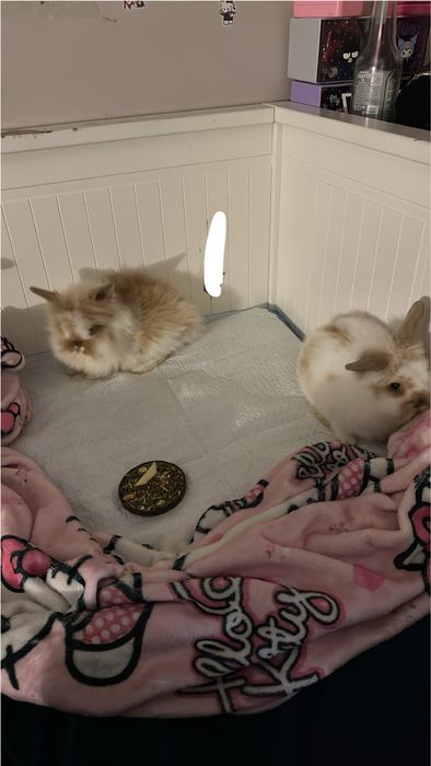 na sprzedaż dwa króliczki