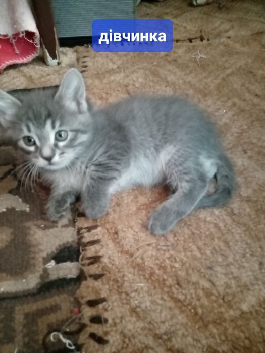 Віддам котиків в добрі руки