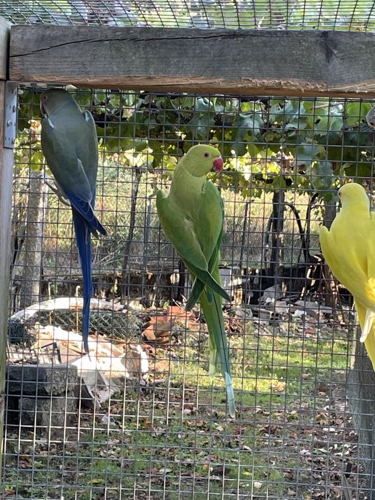 Femeas adultas verde butercup opalinas malhadas entre outras