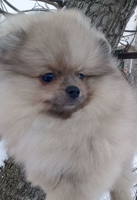 Пухнаста принцеса