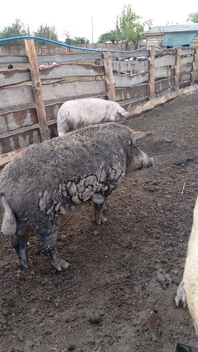 Є на продаж поросята такої породи:. Мангали .Кармали. Та Міні-пігов.